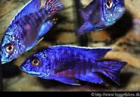 /album/fotogaleria/chilumba-jpg/