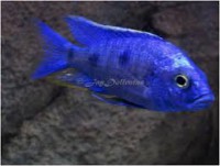 /album/fotogaleria/azureus-jpg/