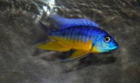 /album/fotogaleria/spilonotus-jpg/