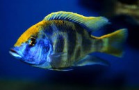 /album/fotogaleria/venustus-jpg/