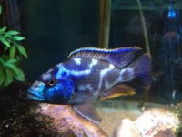 /album/fotogaleria/livingstoni-jpg/