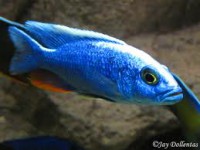 /album/fotogaleria/fryeri-jpg/