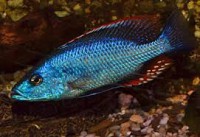 /album/fotogaleria/strigatus-jpg/