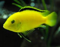 /album/fotogaleria/yellow-jpg/