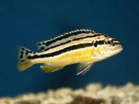 /album/fotogaleria/auratus-jpg/