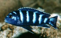 /album/fotogaleria/demasoni-jpg/
