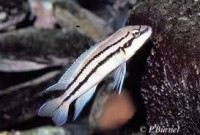 /album/fotogaleria/bifrenatus-jpg/