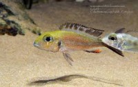/album/fotogaleria/macrops-jpg/
