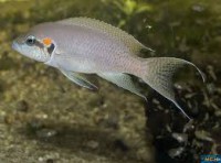 /album/fotogaleria/brichardi-jpg/