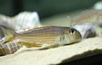/album/fotogaleria/xenokigoma-jpg/