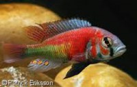 /album/fotogaleria/salmonred-jpg/