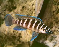 /album/fotogaleria/cilindrikus-jpg/
