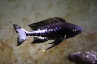 /album/fotogaleria/ophtalmotilapia-jpg/
