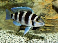 /album/fotogaleria/tretocephalus-jpg/