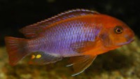 /album/fotogaleria/iodotropheus-jpg/